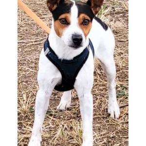 Image of Puppy, Lost Dog