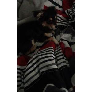 Image of Tinktink / titi, Lost Dog