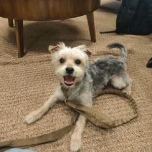 Image of Not sure, Found Dog