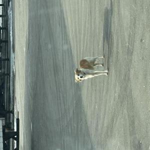 Image of Unknown, Found Dog