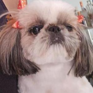 Lost Dog Brandy Booker