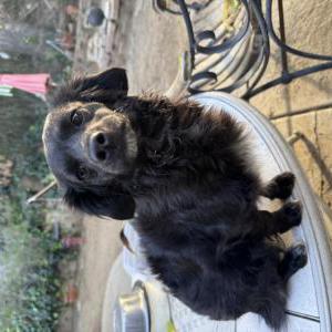 Image of Unknown, Found Dog