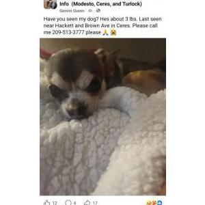 Image of Baby, Lost Dog