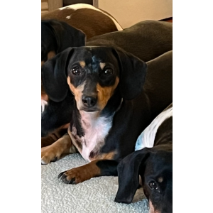 Image of Rosita, Lost Dog