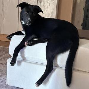 Image of Daphne, Lost Dog