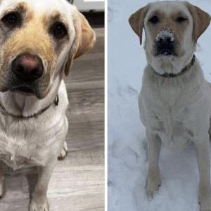 Image of Dozer, Lost Dog