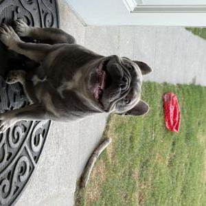 Lost Dog Bentley