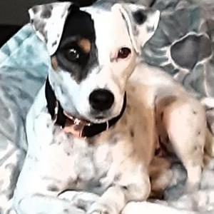 Image of Ivy, Lost Dog