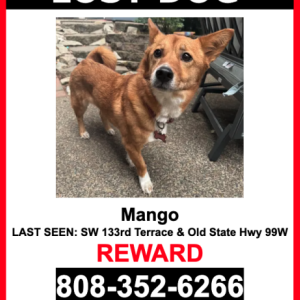 Image of Mango, Lost Dog