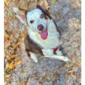 Image of Ember, Lost Dog
