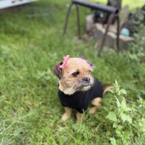 Image of Morena, Lost Dog