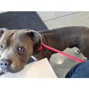 Found Dog Unknown