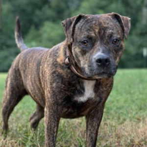 Image of Dolly, Lost Dog