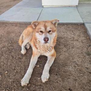 Image of Unknown, Found Dog