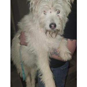 Found Dog unk