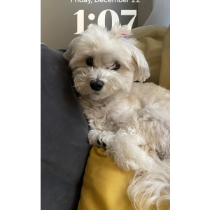 Lost Dog Millie