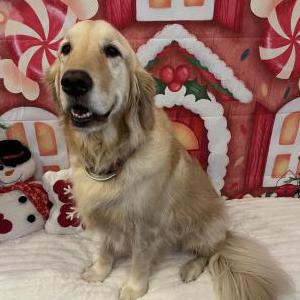 Image of Jeter, Lost Dog