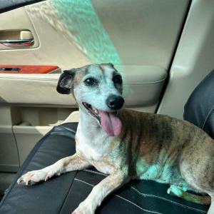 Image of Coco, Lost Dog