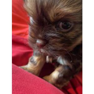 Image of Lil boy, Lost Dog