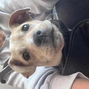 Image of Unknown, Found Dog