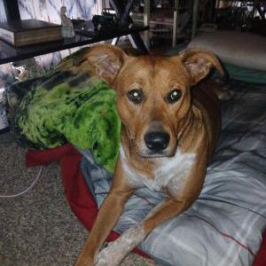 Lost Dog Gorgeous