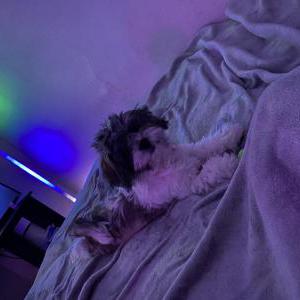 Image of Chop, Lost Dog