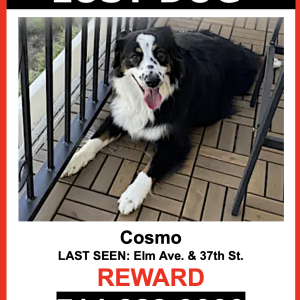 Lost Dog Cosmo