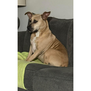 Image of Petty, Lost Dog