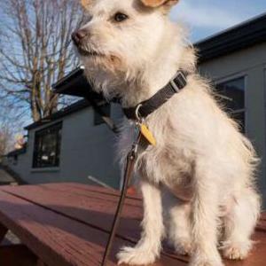 Image of Possum, Lost Dog