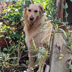 Image of Unknown, Found Dog