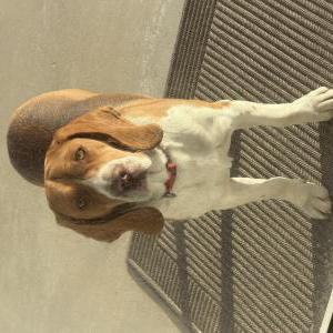 Image of Unknown, Found Dog