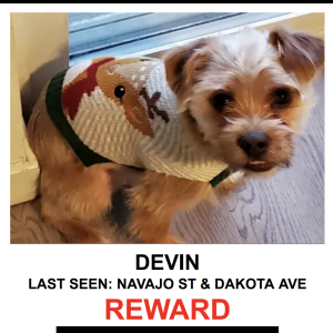 Image of DEVIN, Lost Dog