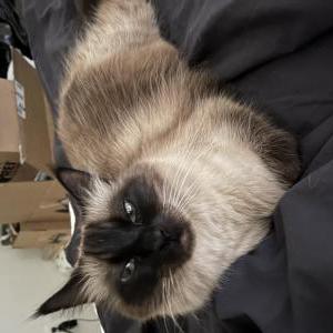 Lost Cat Cody