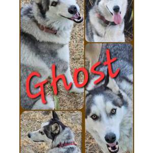 Lost Dog Ghost