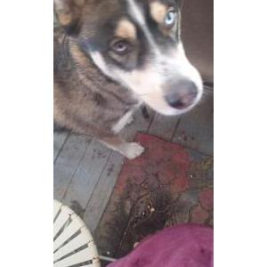 Image of Unknown, Found Dog