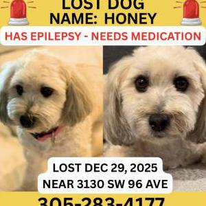 Image of Honey, Lost Dog