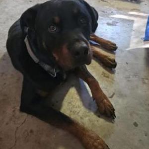 Image of Tig, Lost Dog