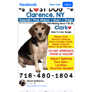 Image of Clark, Lost Dog