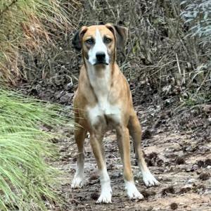 Image of unknown, Found Dog