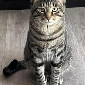 Image of Tigger / Tiggy, Lost Cat