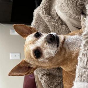 Image of Jamie, Lost Dog