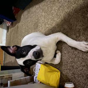 Image of Unknown, Found Dog