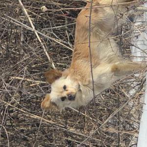Lost Dog Unknown