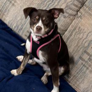 Image of Gouda, Lost Dog