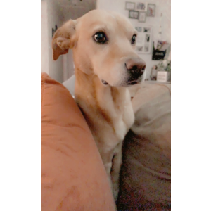 Image of Remi, Lost Dog