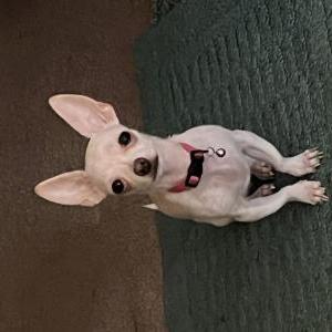 Image of Coco, Lost Dog