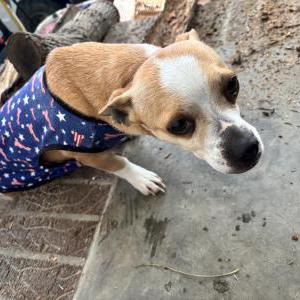 Image of Unknown, Found Dog