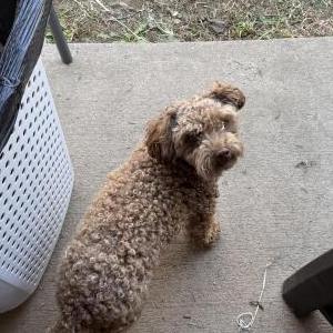 Lost Dog Charlie