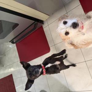 Image of Unsure, Found Dog