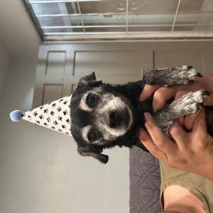 Image of Rocky, Lost Dog